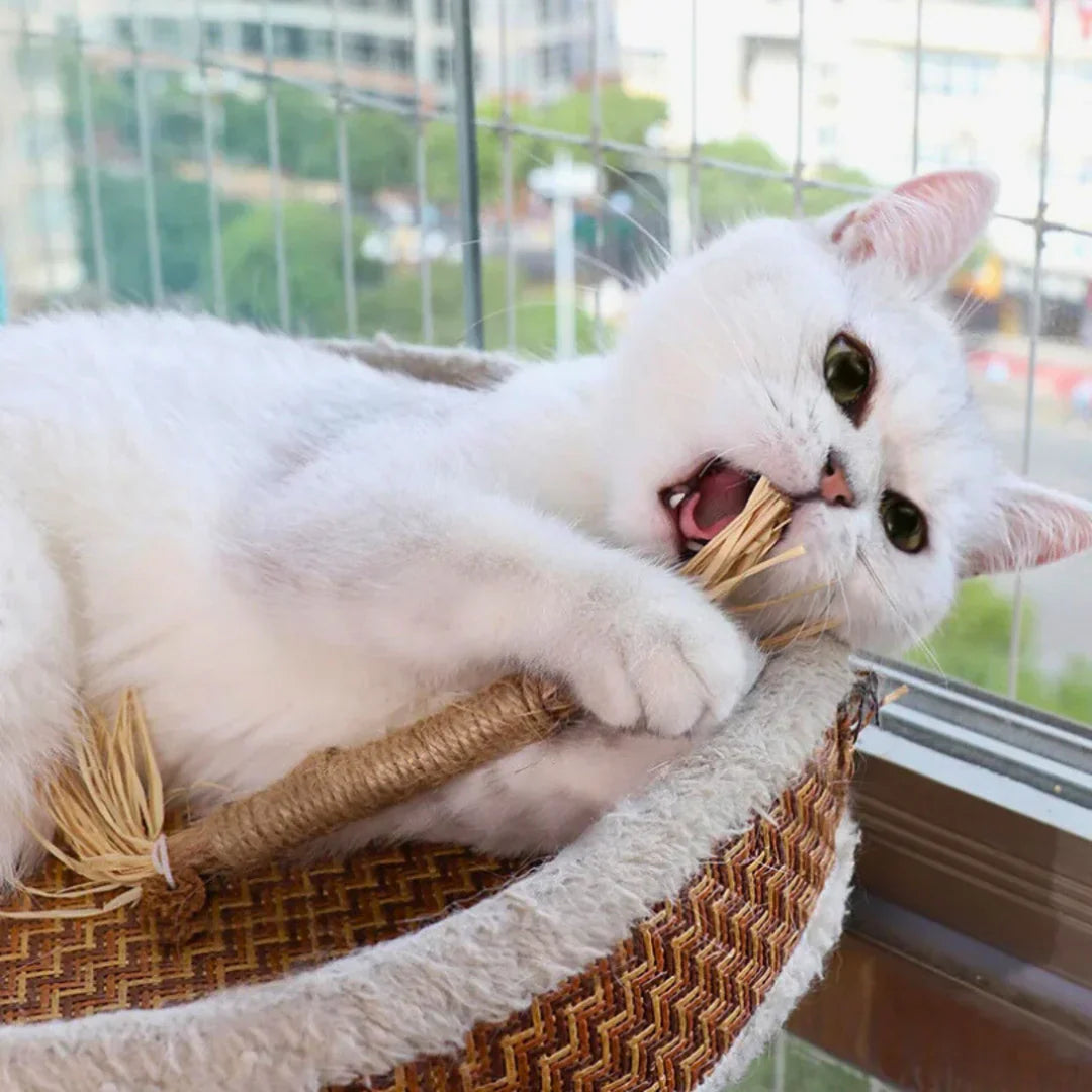 PawBite – Natural Chew Sticks for Cats – Cat Toys