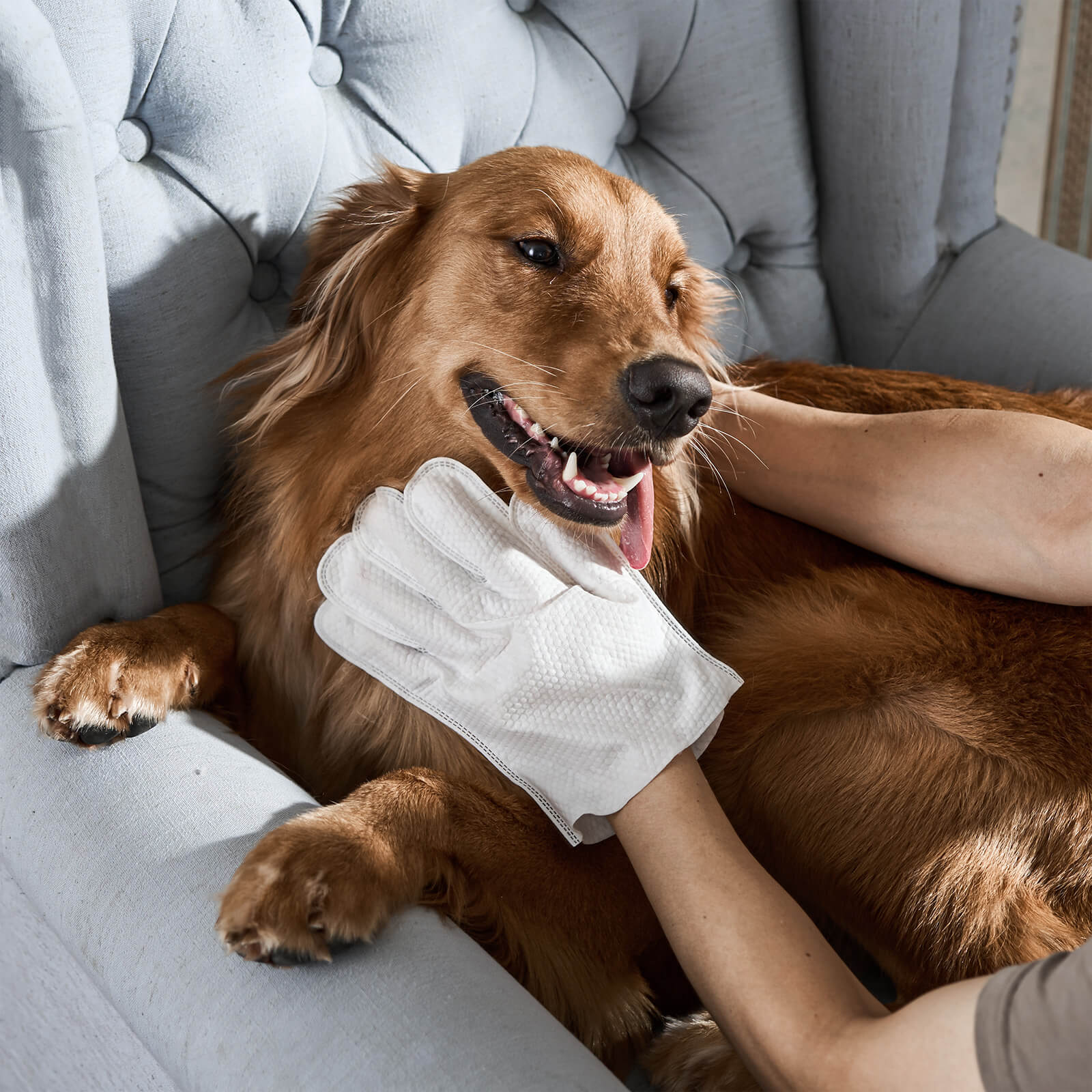 Glove cleaning wipes for pets – Care & More