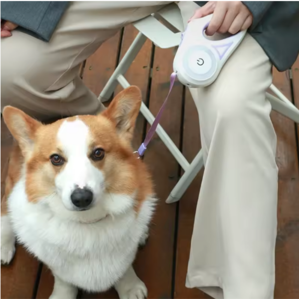 GlowLeash Walk Leashes & Harnesses