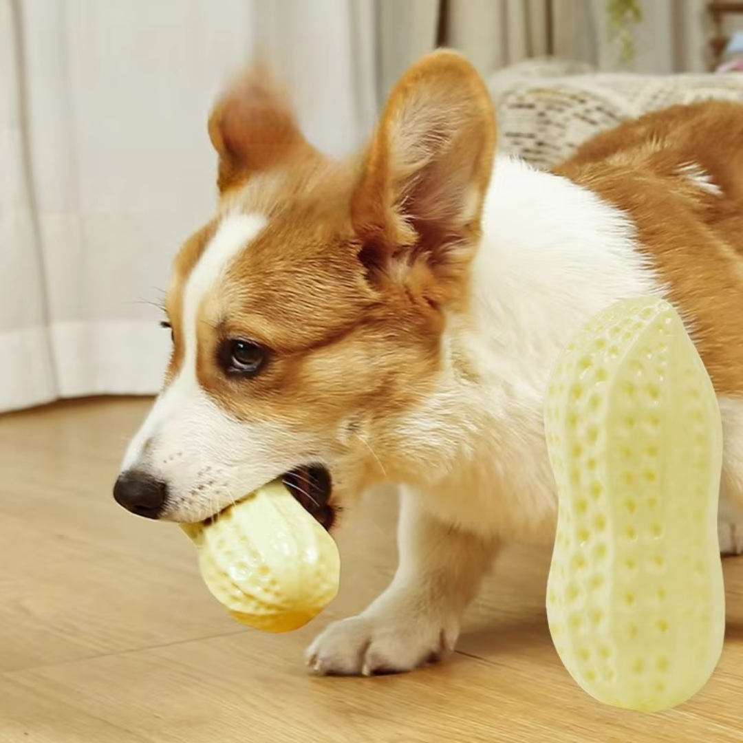 Durable squeaky peanut chew toy for dogs – Chew Toys