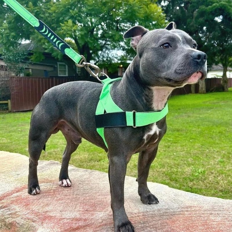No-Pull Dog Harness