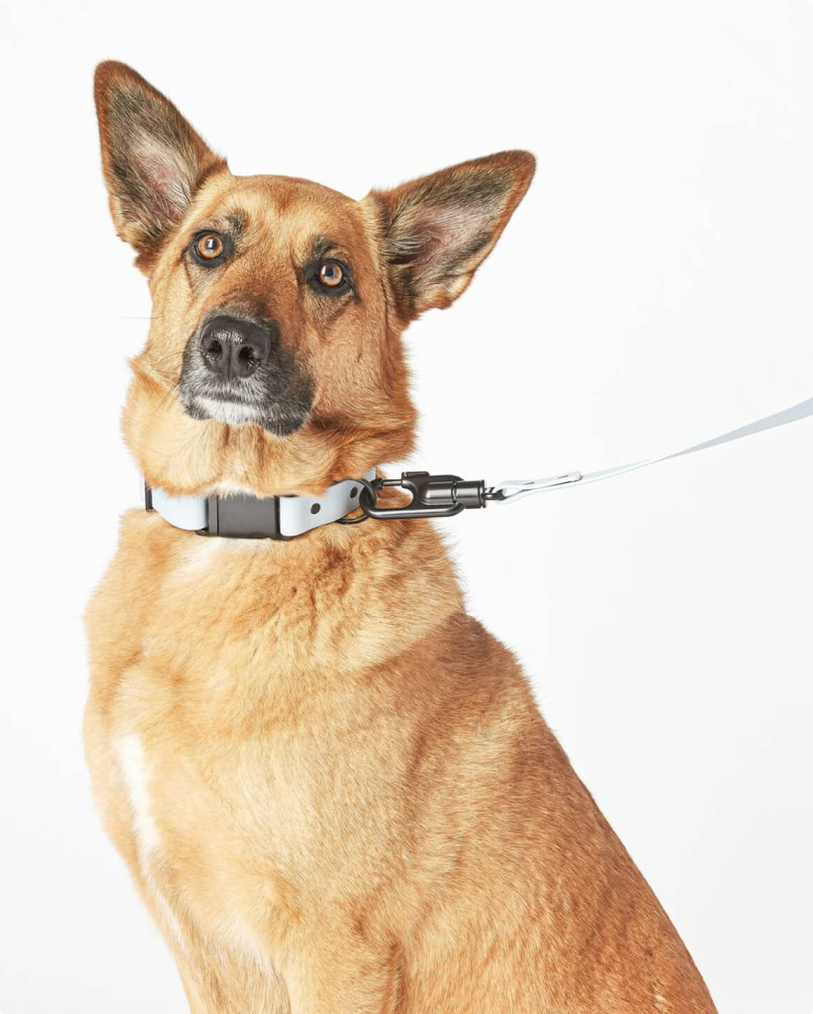 Signature Collar Collar