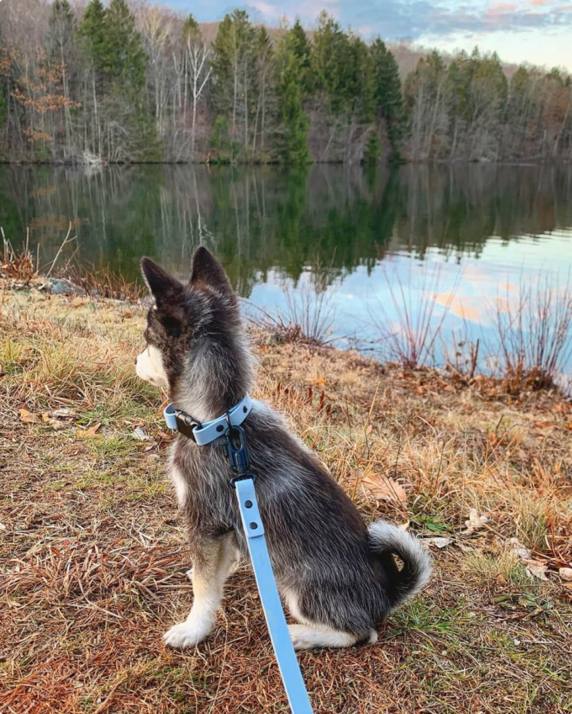Signature Collar Collar