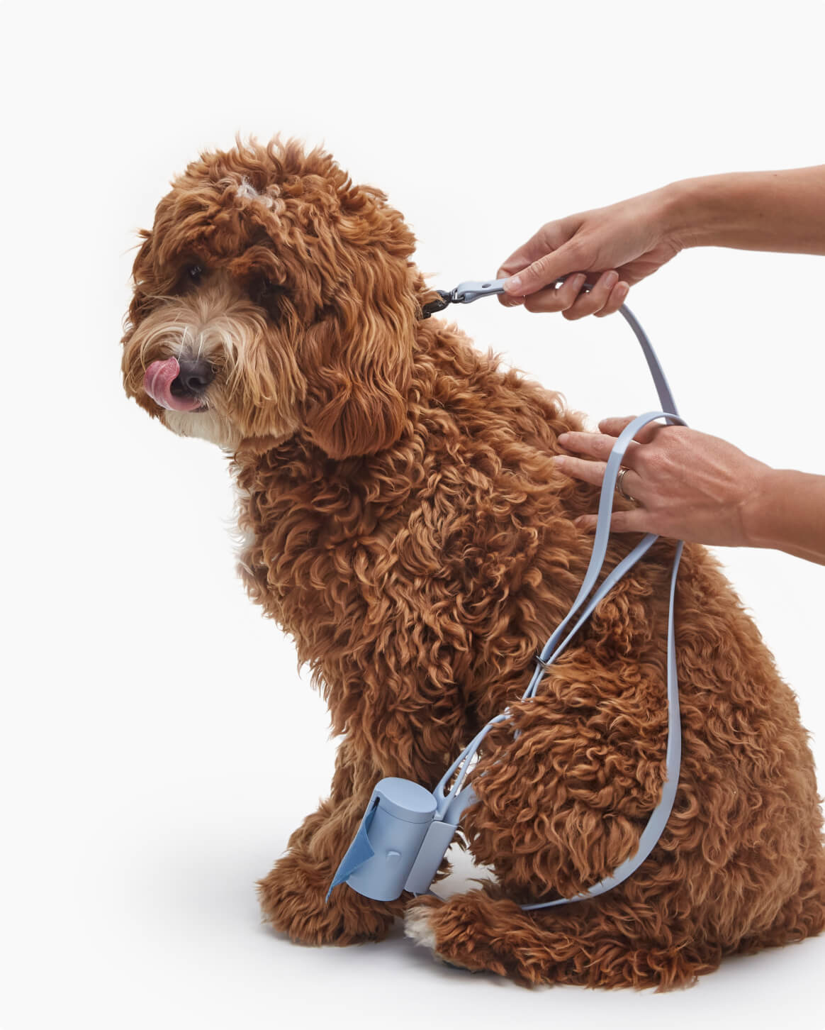 Signature Leash Leash