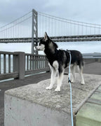 Magic Link® Accessories