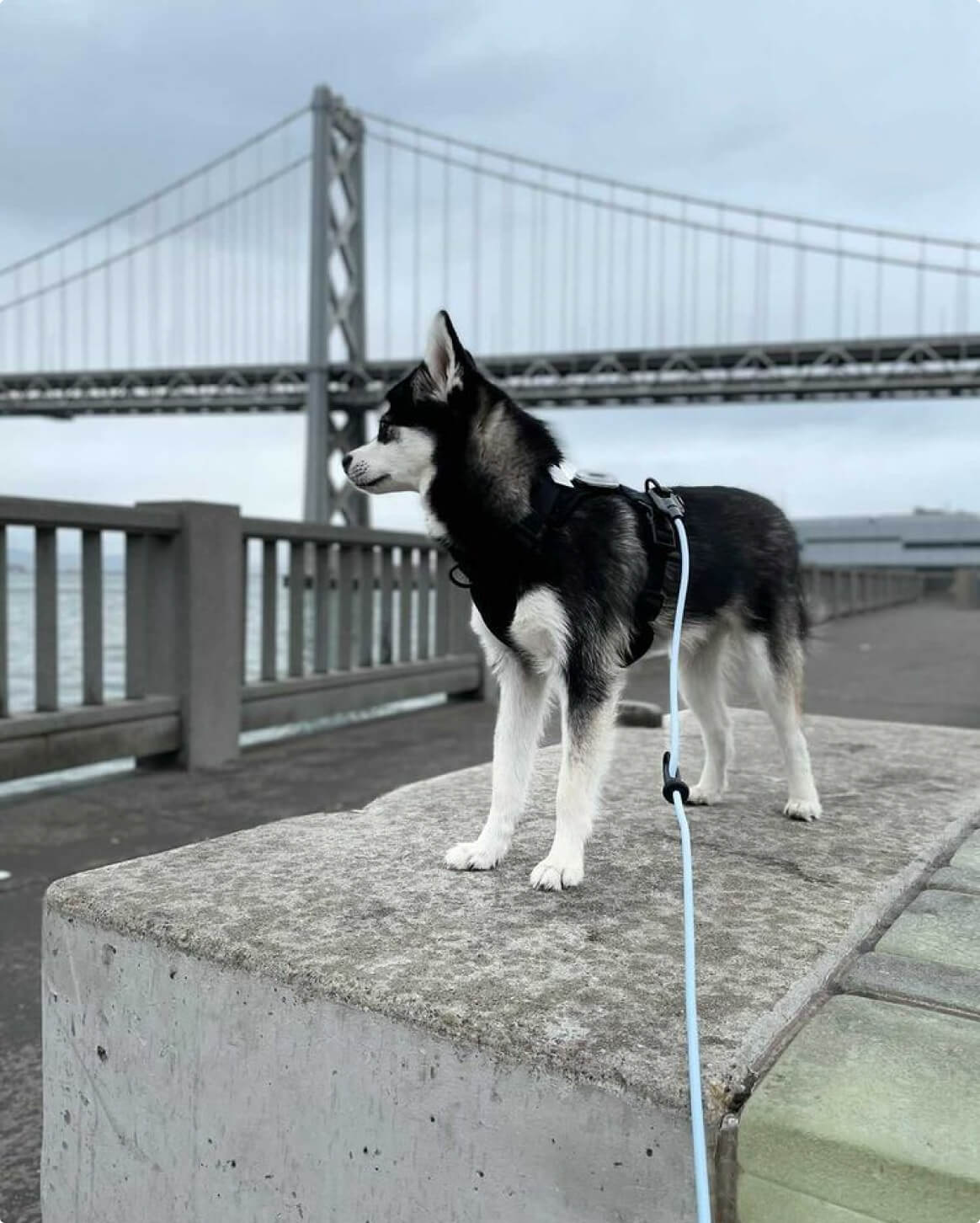 Magic Link® Accessories