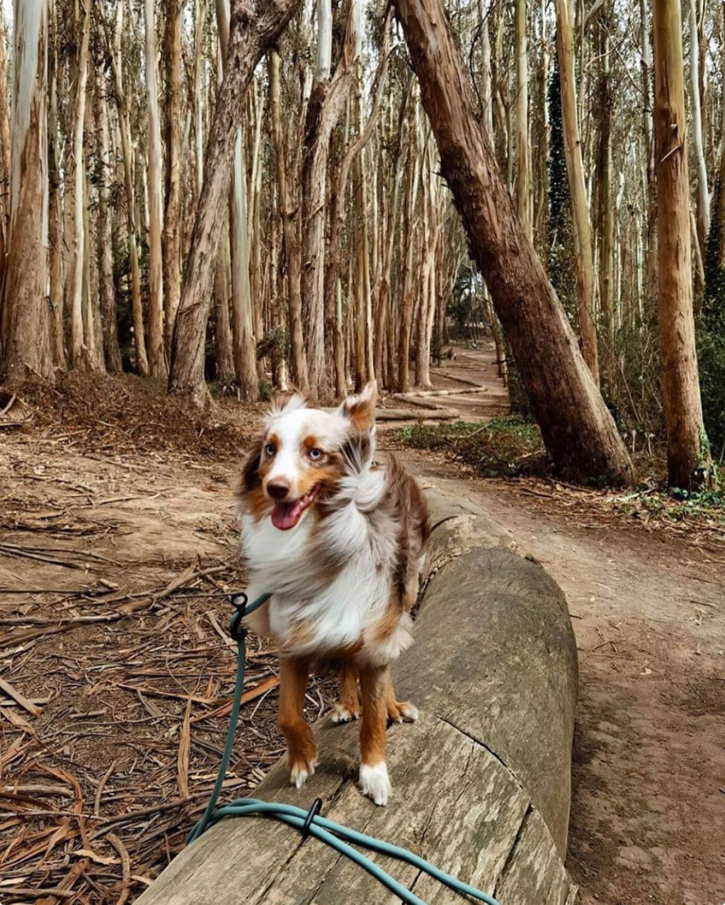 Magic Link® Accessories