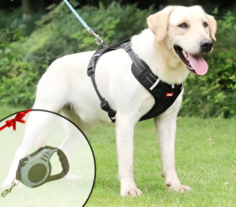 NoPull Dog Harness – WalkEase – Leashes & Harnesses